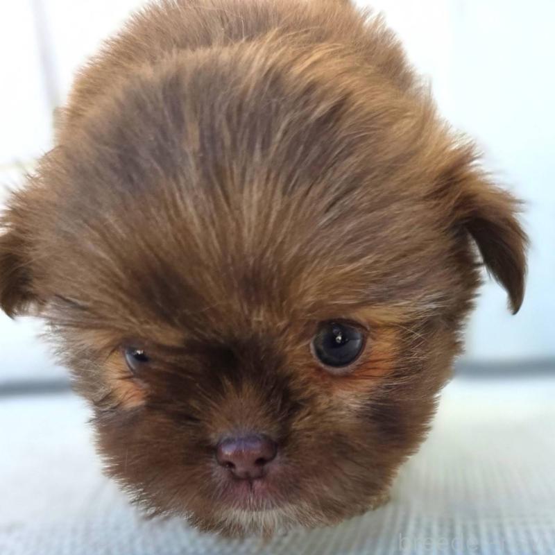 成約済の茨城県のチワズー:チワワ×シーズー-423712の8枚目