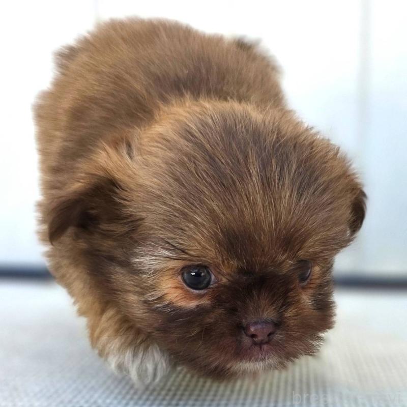 成約済の茨城県のチワズー:チワワ×シーズー-423712の7枚目