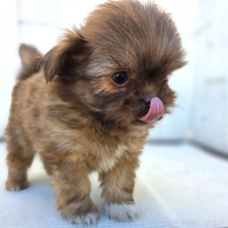 成約済の茨城県のチワズー:チワワ×シーズー-423712の6枚目