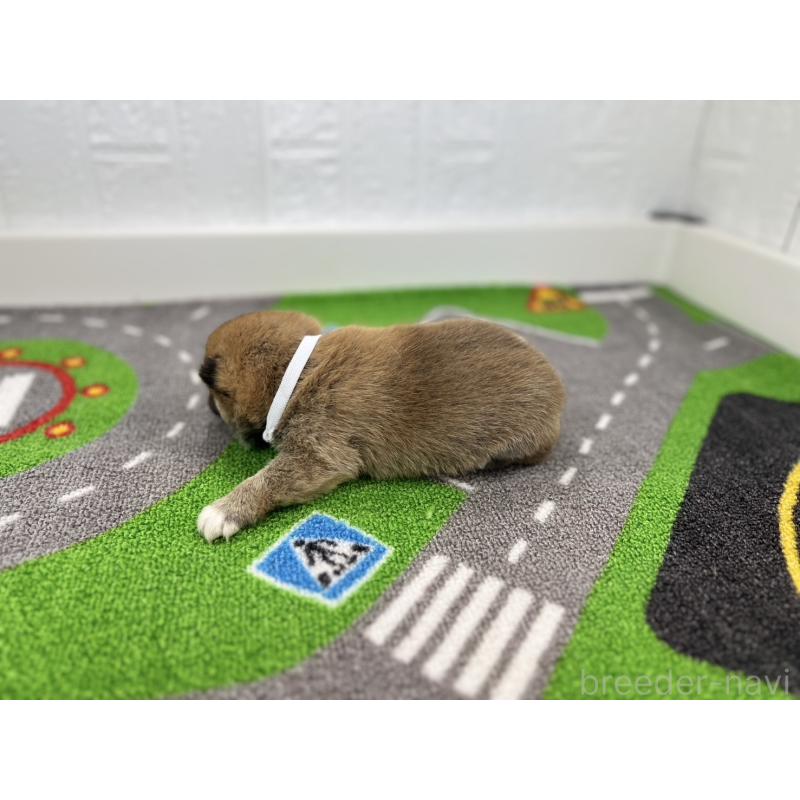 販売中の愛知県の豆柴-428722の6枚目