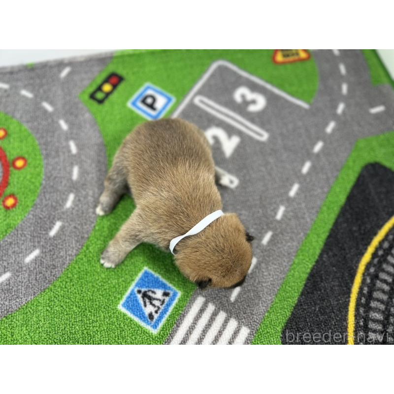 販売中の愛知県の豆柴-428722の5枚目