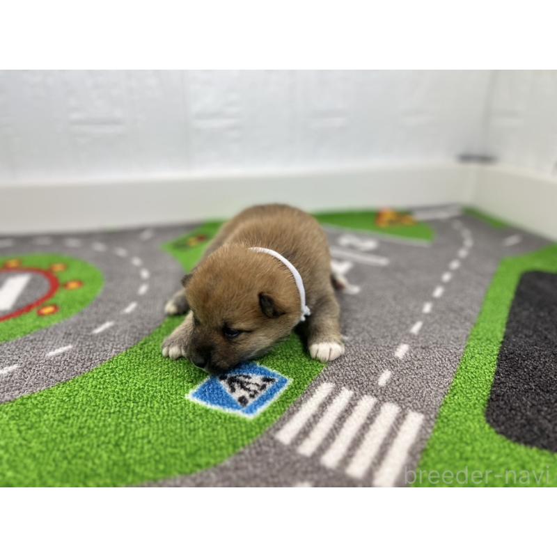 販売中の愛知県の豆柴-428722の4枚目