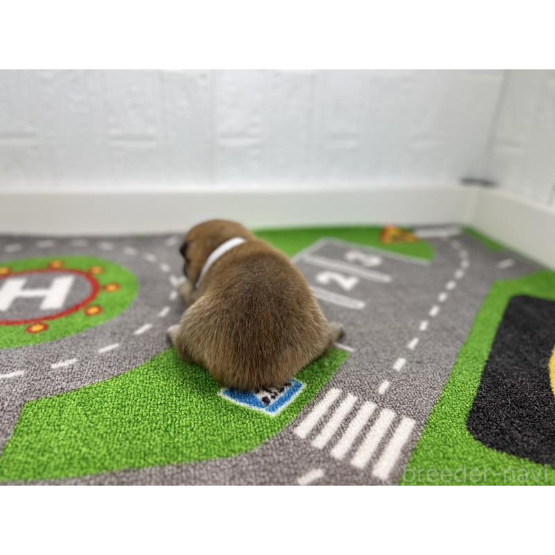 販売中の愛知県の豆柴-428722の3枚目