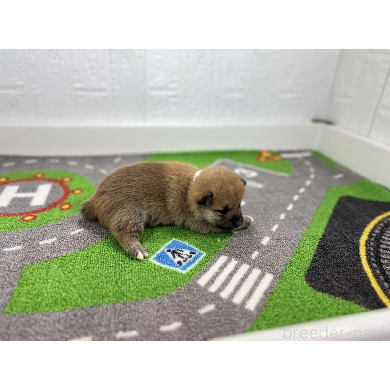 販売中の愛知県の豆柴-428722の2枚目