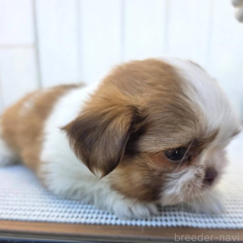 成約済の茨城県のチワズー:チワワ×シーズー-423713の14枚目