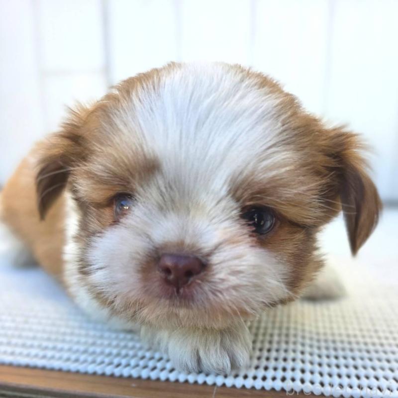 成約済の茨城県のチワズー:チワワ×シーズー-423713の15枚目