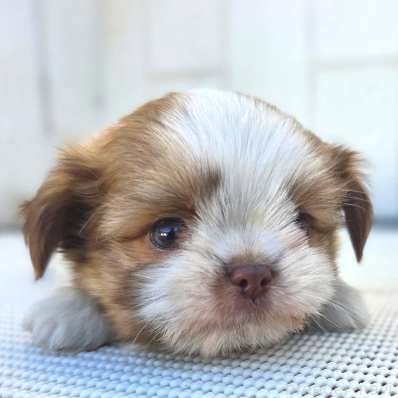 成約済の茨城県のチワズー:チワワ×シーズー-423713の13枚目