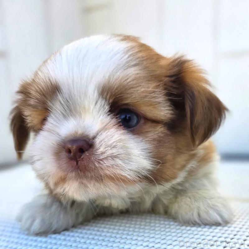 成約済の茨城県のチワズー:チワワ×シーズー-423713の12枚目