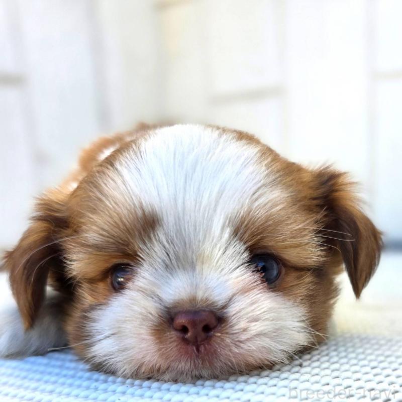 成約済の茨城県のチワズー:チワワ×シーズー-423713の11枚目