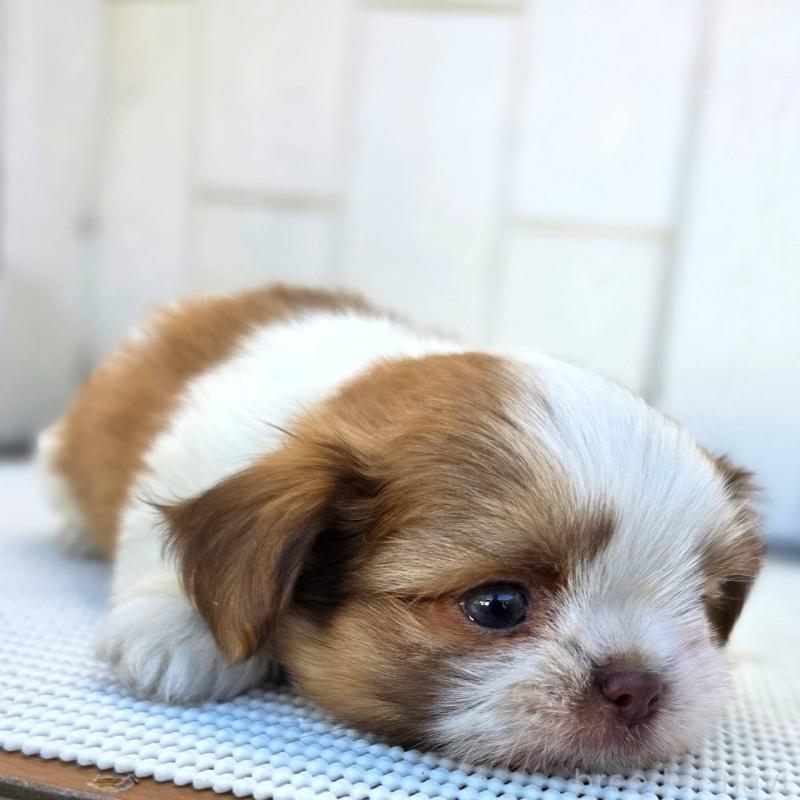 成約済の茨城県のチワズー:チワワ×シーズー-423713の10枚目