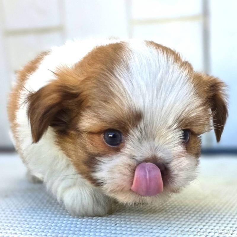 成約済の茨城県のチワズー:チワワ×シーズー-423713の9枚目