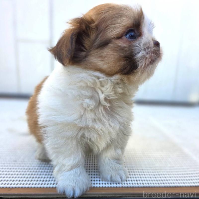 成約済の茨城県のチワズー:チワワ×シーズー-423713の8枚目