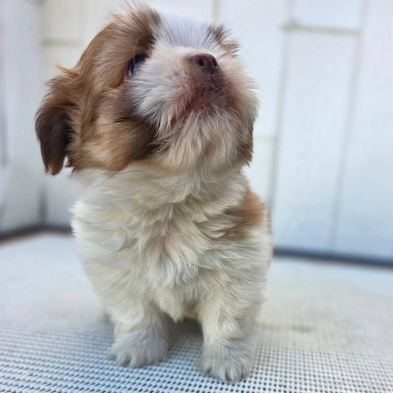 成約済の茨城県のチワズー:チワワ×シーズー-423713の7枚目