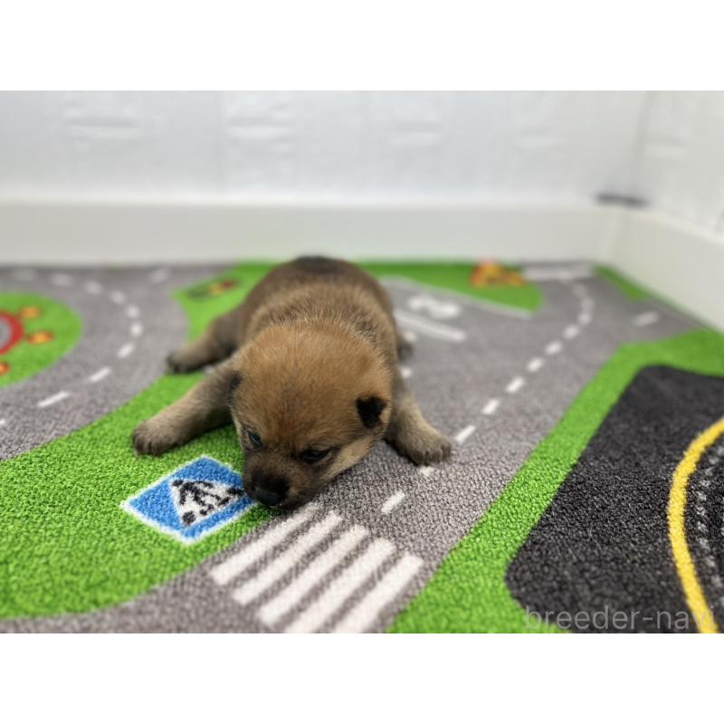 販売中の愛知県の豆柴-428723の6枚目