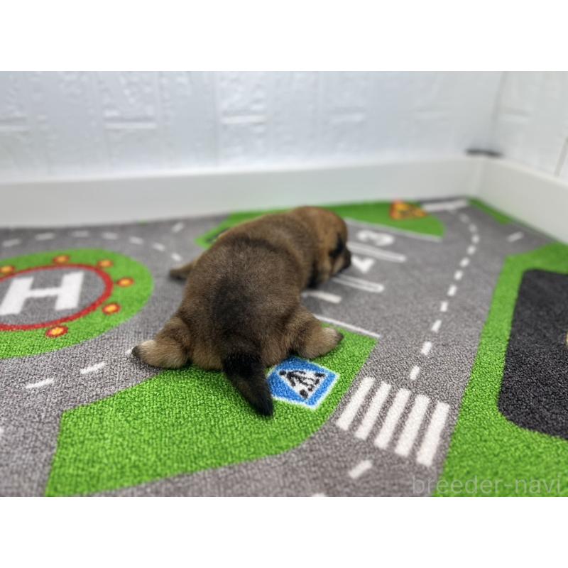 販売中の愛知県の豆柴-428723の5枚目