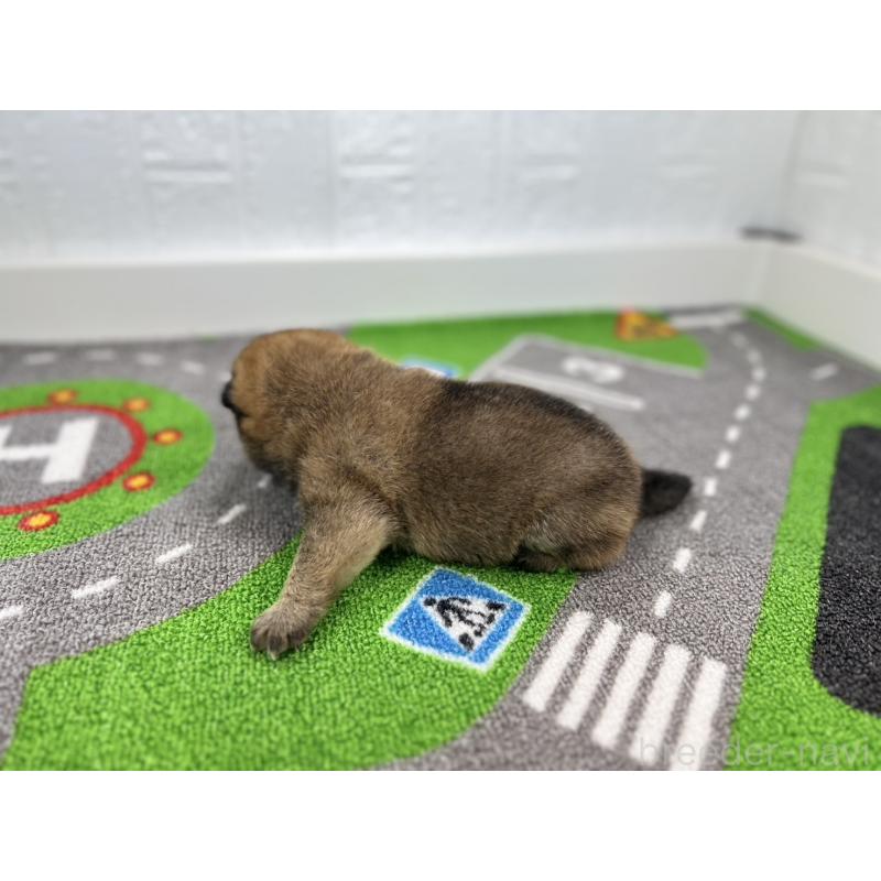 販売中の愛知県の豆柴-428723の4枚目