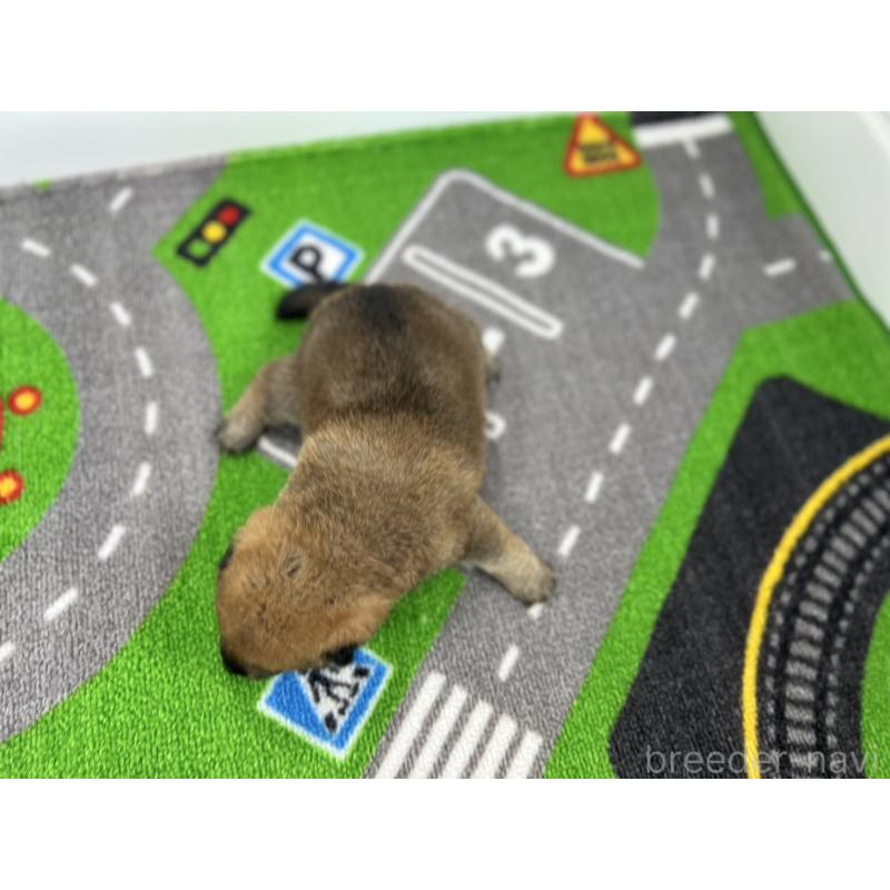 販売中の愛知県の豆柴-428723の3枚目