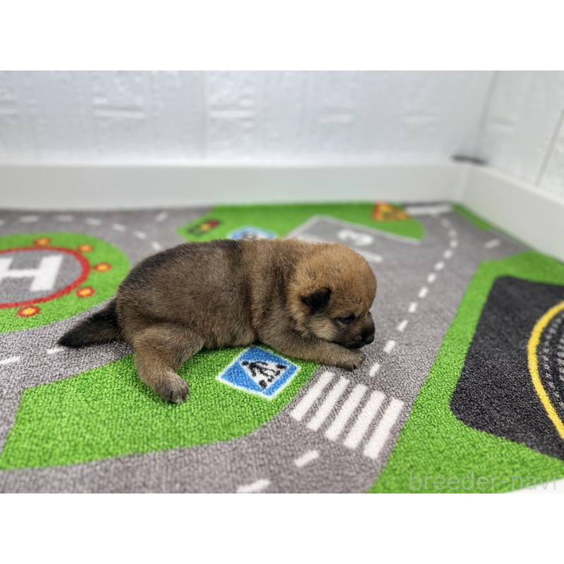 販売中の愛知県の豆柴-428723の2枚目