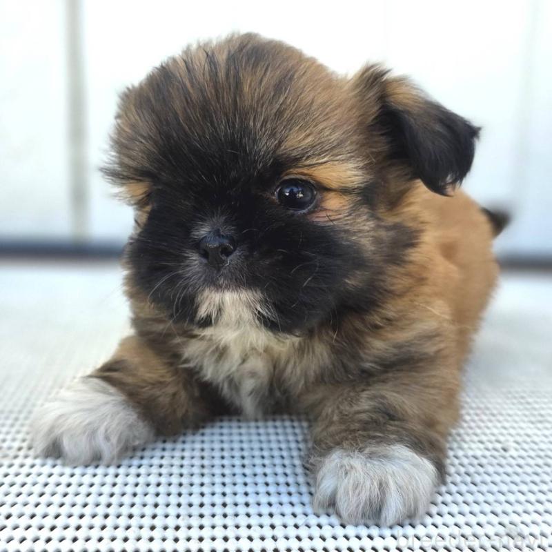 成約済の茨城県のチワズー:チワワ×シーズー-423714の16枚目