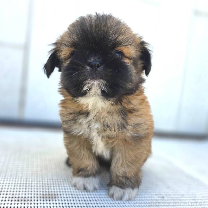 成約済の茨城県のチワズー:チワワ×シーズー-423714の15枚目