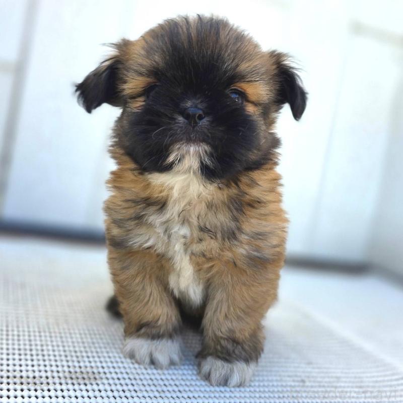 成約済の茨城県のチワズー:チワワ×シーズー-423714の14枚目