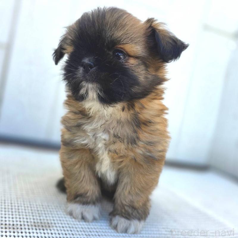 成約済の茨城県のチワズー:チワワ×シーズー-423714の13枚目