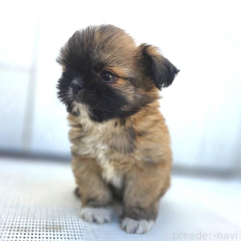 成約済の茨城県のチワズー:チワワ×シーズー-423714の12枚目