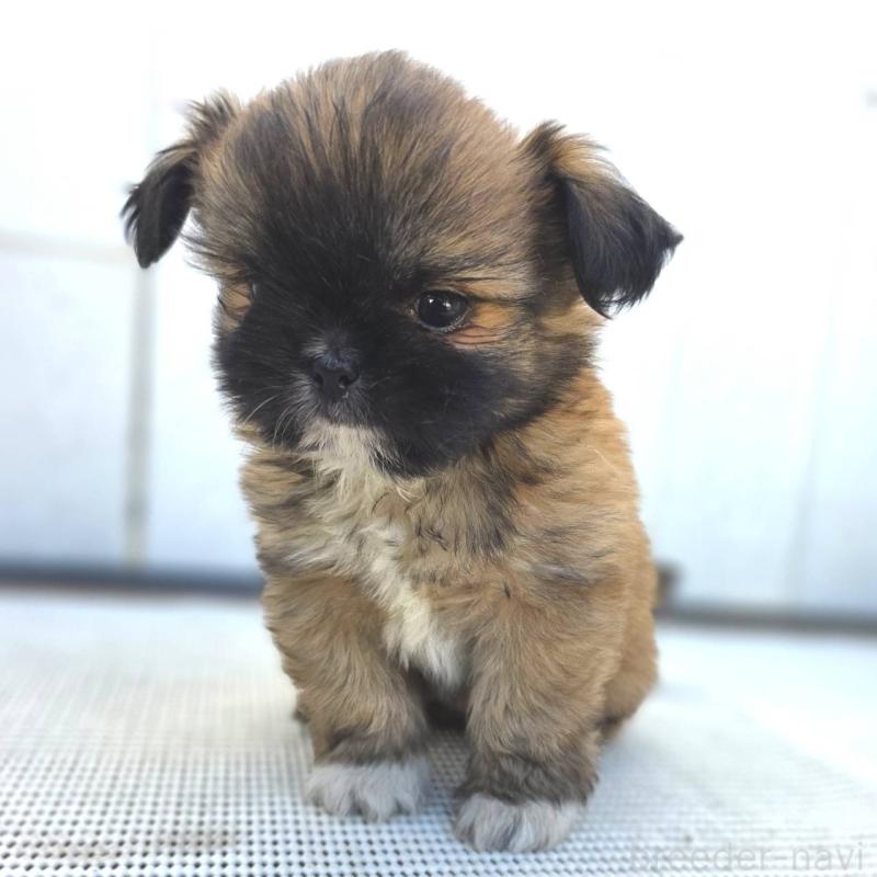 成約済の茨城県のチワズー:チワワ×シーズー-423714の11枚目