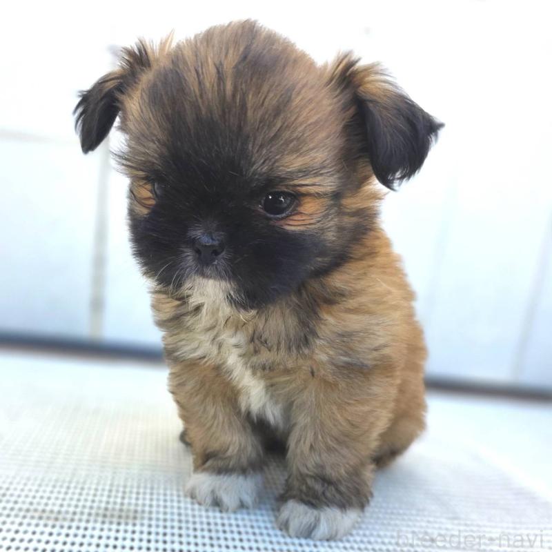 成約済の茨城県のチワズー:チワワ×シーズー-423714の10枚目