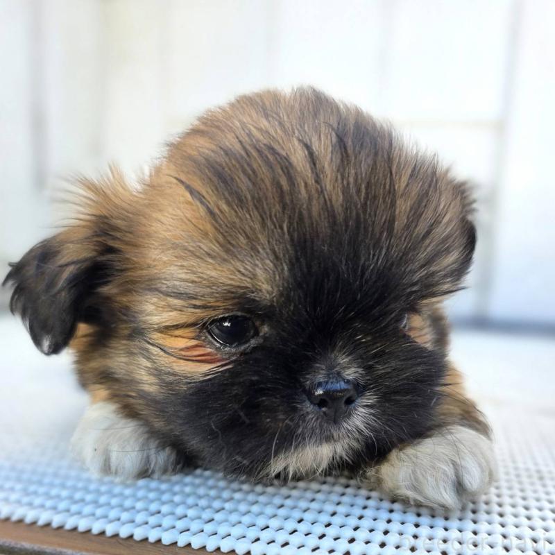 成約済の茨城県のチワズー:チワワ×シーズー-423714の9枚目