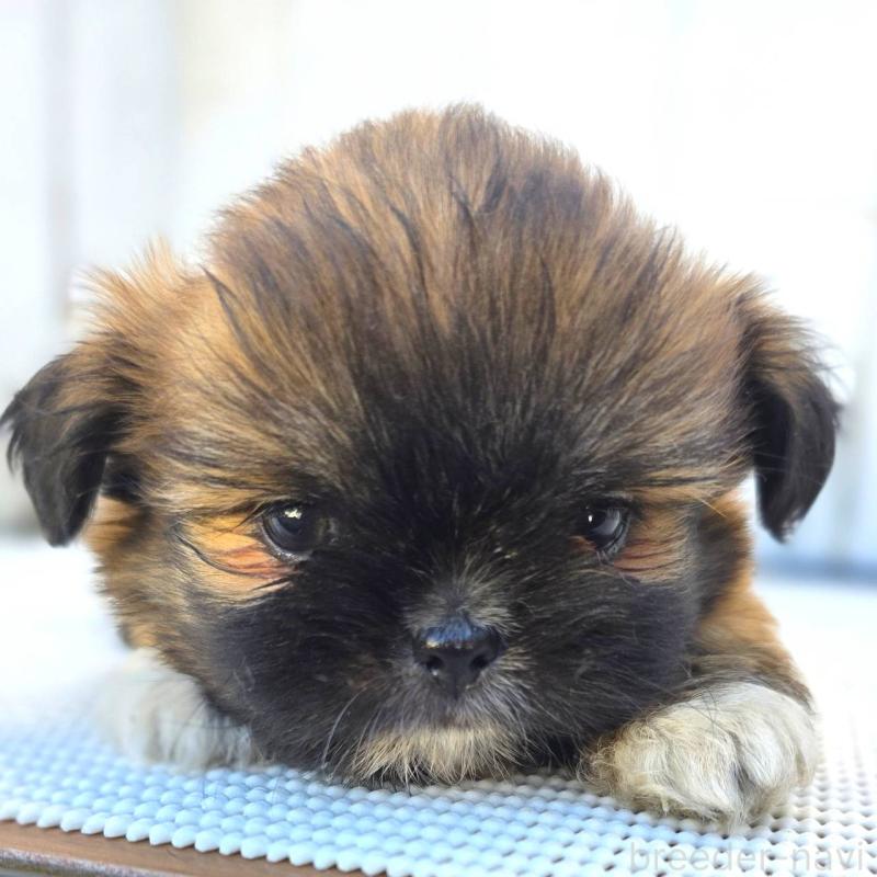 成約済の茨城県のチワズー:チワワ×シーズー-423714の8枚目