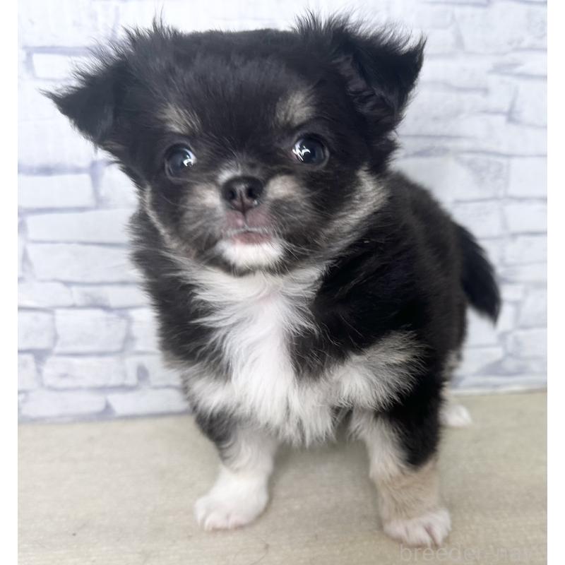 販売中の埼玉県のチワワ(ロングコート)-422490の8枚目