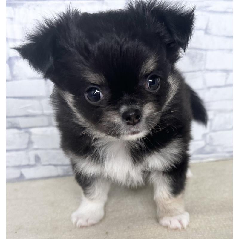 販売中の埼玉県のチワワ(ロングコート)-422490の7枚目