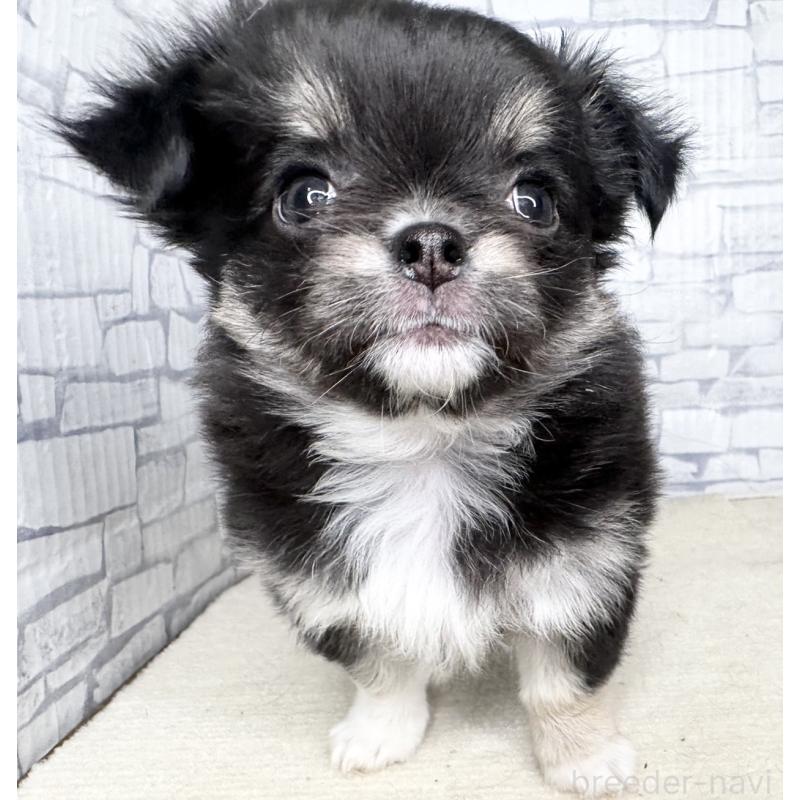 販売中の埼玉県のチワワ(ロングコート)-422490の6枚目