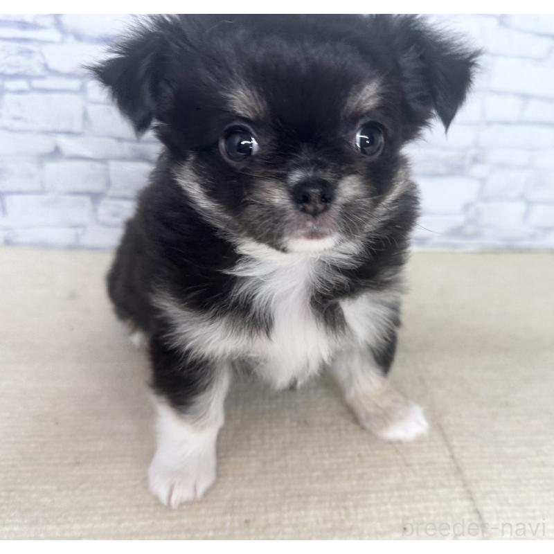 販売中の埼玉県のチワワ(ロングコート)-422490の5枚目