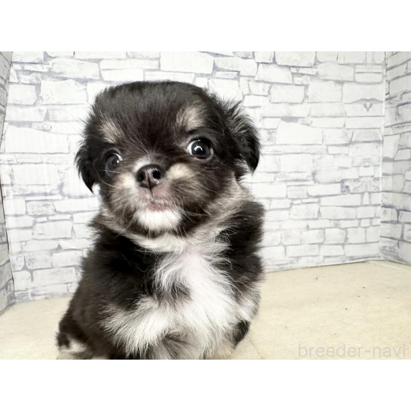 販売中の埼玉県のチワワ(ロングコート)-422490の4枚目