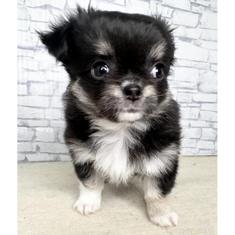 販売中の埼玉県のチワワ(ロングコート)-422490の3枚目