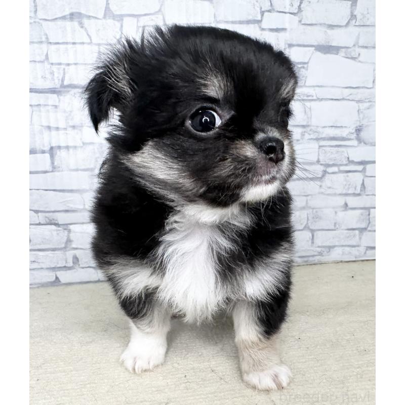 販売中の埼玉県のチワワ(ロングコート)-422490の2枚目