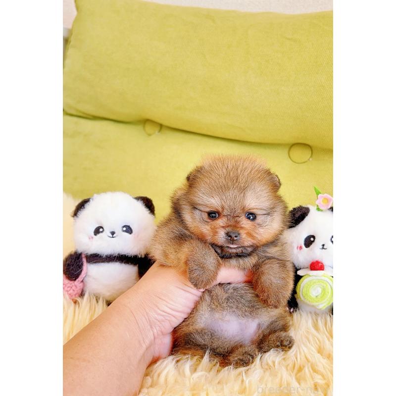 販売中の岐阜県のポメラニアン-428724の14枚目