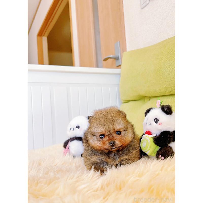 販売中の岐阜県のポメラニアン-428724の13枚目