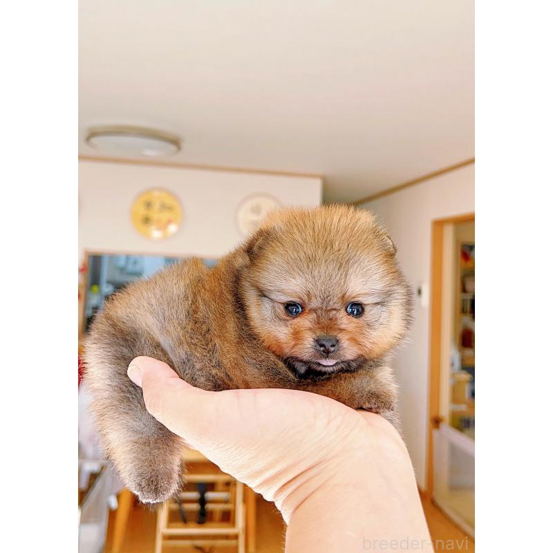 販売中の岐阜県のポメラニアン-428724の12枚目