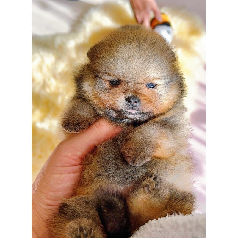 販売中の岐阜県のポメラニアン-428724の11枚目