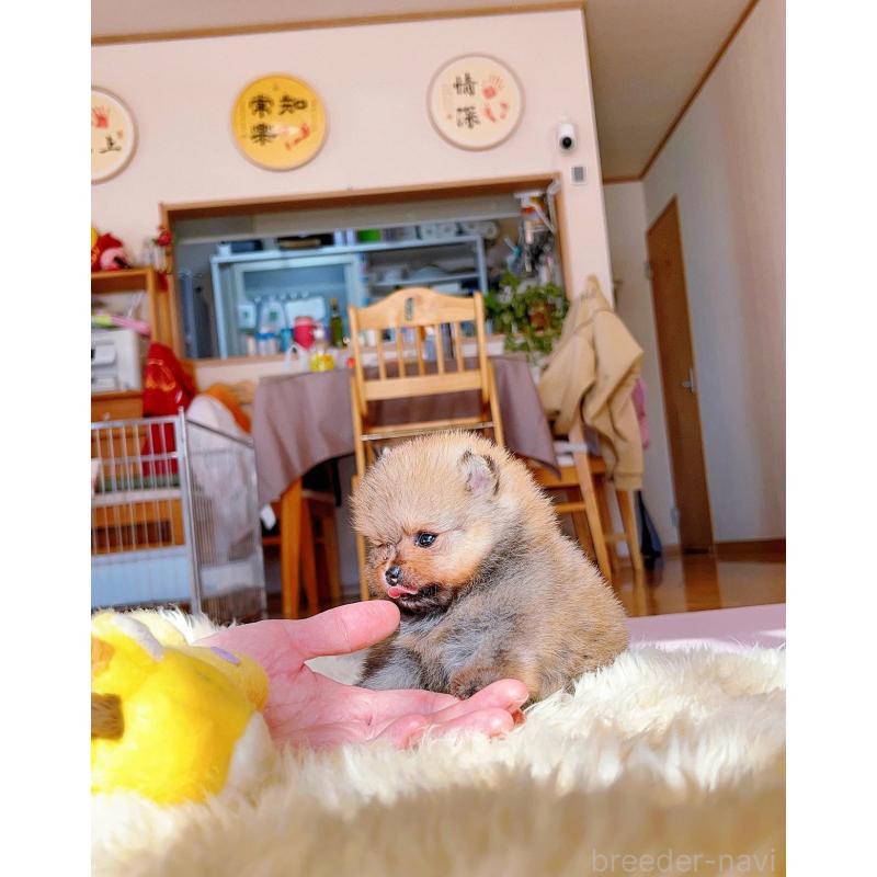 販売中の岐阜県のポメラニアン-428724の10枚目