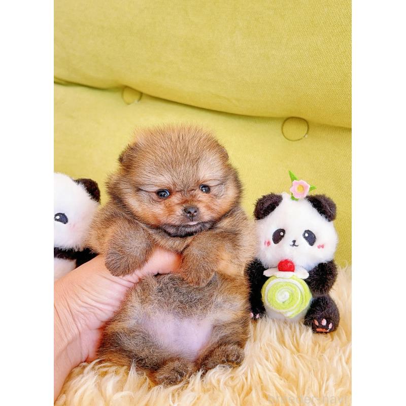 販売中の岐阜県のポメラニアン-428724の9枚目