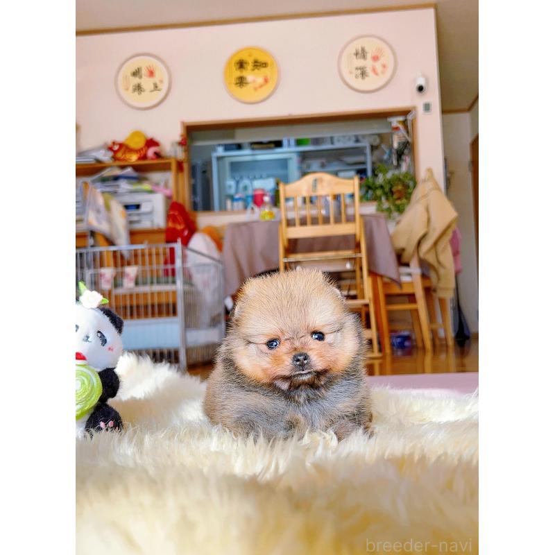 販売中の岐阜県のポメラニアン-428724の8枚目