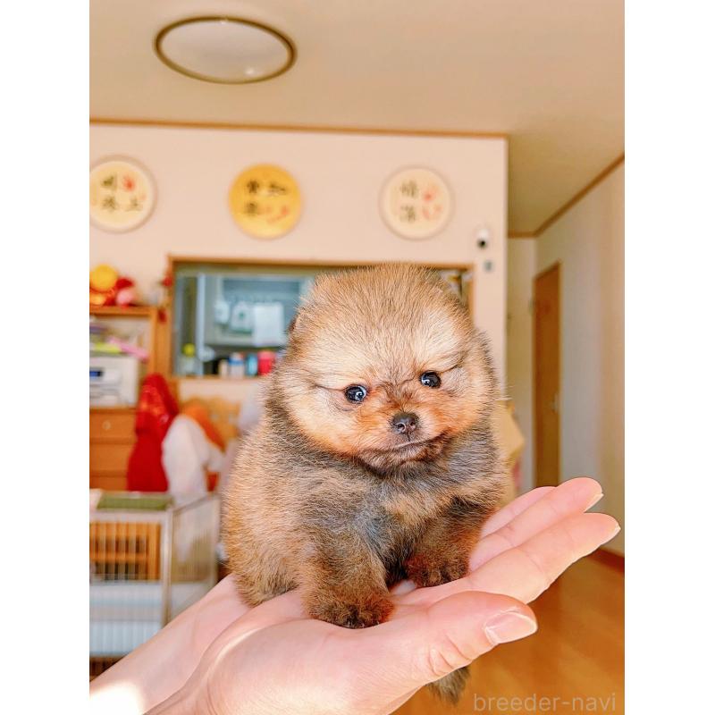 販売中の岐阜県のポメラニアン-428724の7枚目