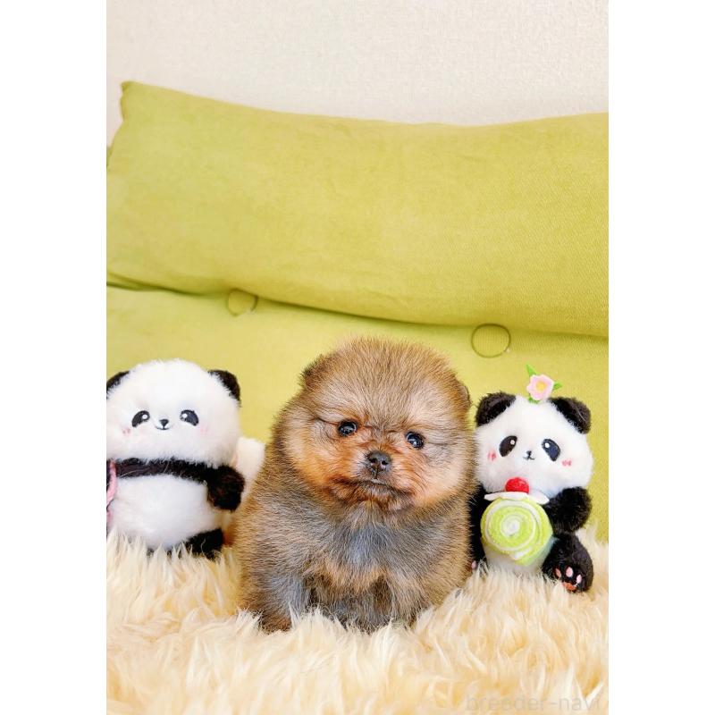 販売中の岐阜県のポメラニアン-428724の6枚目