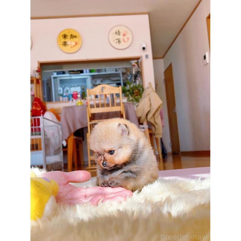 販売中の岐阜県のポメラニアン-428724の5枚目