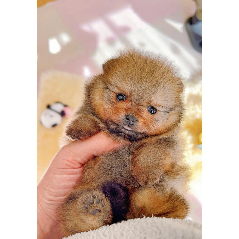 販売中の岐阜県のポメラニアン-428724の4枚目