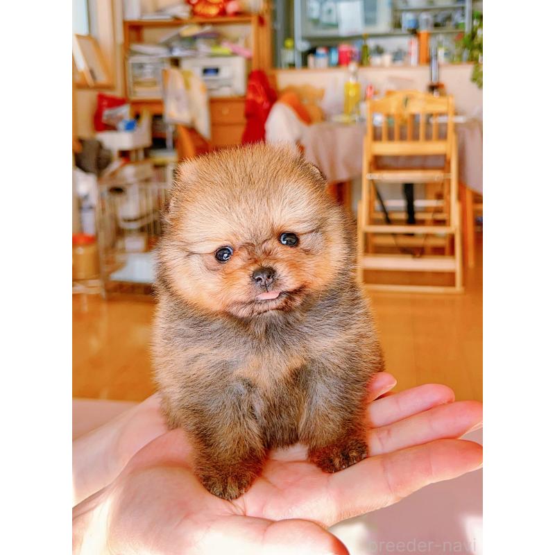 販売中の岐阜県のポメラニアン-428724の3枚目